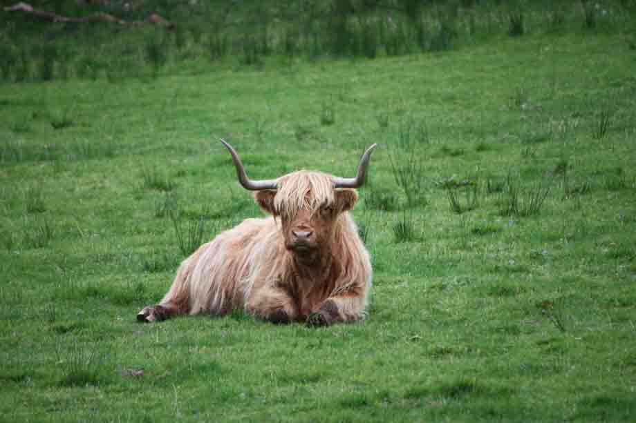 Highland cattle