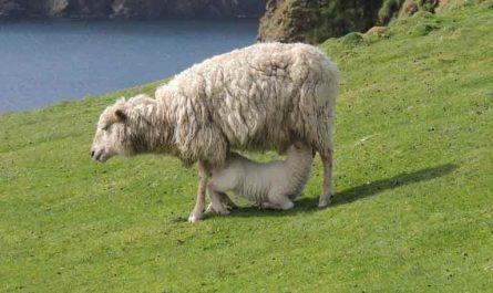 Fair Isle, Shetland