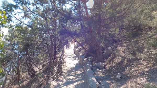 Между кедровых деревьев